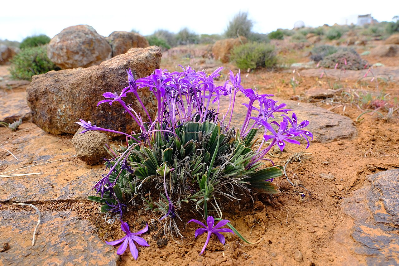 Babiana praemorsa: Babiana praemorsa, photographed by Nick Hleme, on 28 September 2021, Hantamsberg, about 14 km north of Calvinia, Western Cape province of South Africa