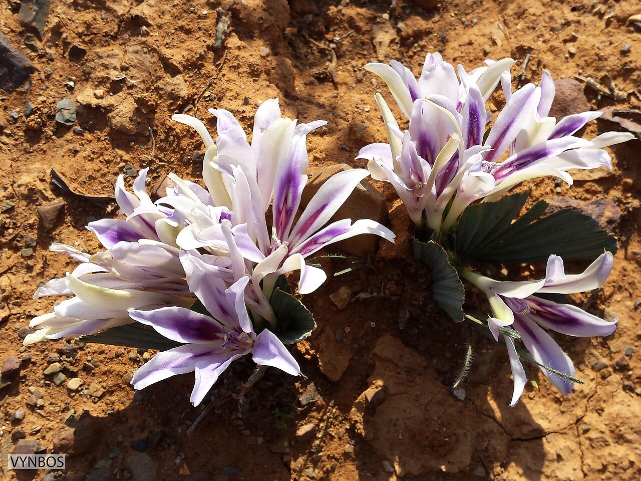 Babiana praemorsa: Babiana praemorsa, photographed by Chris Vynbos, on 27 August 2014, in Loeriesfontein, Northern Cape province of South Africa