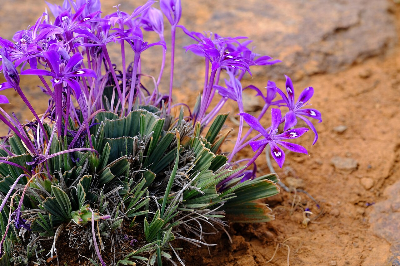Babiana praemorsa: Babiana praemorsa, photographed by Nick Hleme, on 28 September 2021, Hantamsberg, about 14 km north of Calvinia, Western Cape province of South Africa