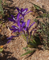 Babiana pubescens (Babiana pubescens)