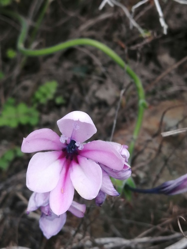 Baboon-root (Babiana purpurea)