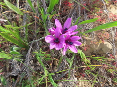 Baboon-root (Babiana purpurea)