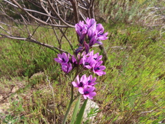 Baboon-root (Babiana purpurea)