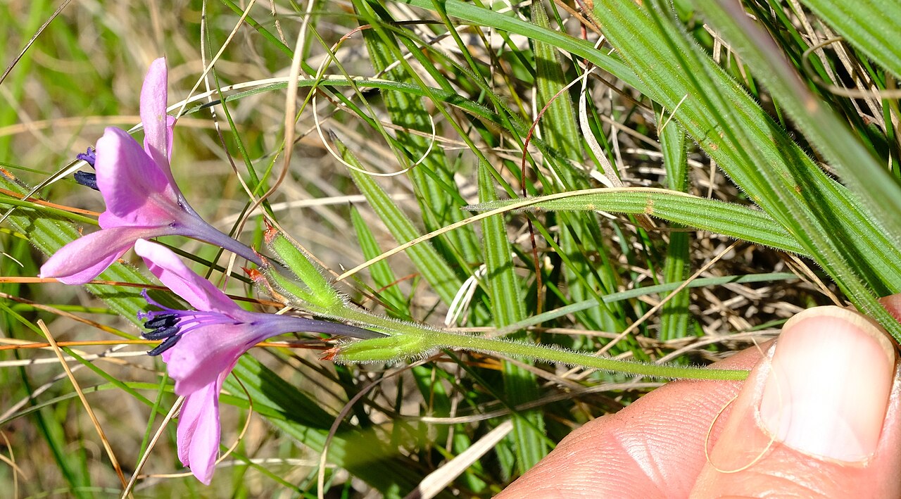 Baboon-root: Babiana purpurea, photographed by Nick Helme, on 24 September 2020, at Krige 1, about 3 km north-northwest of Oudekraal, near Caledon, Western Cape province of