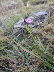 Baboon-root (Babiana purpurea)