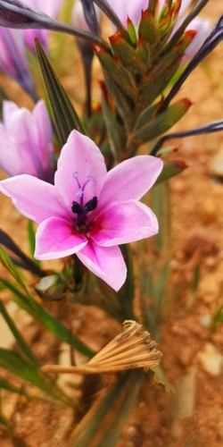 Baboon-root (Babiana purpurea)
