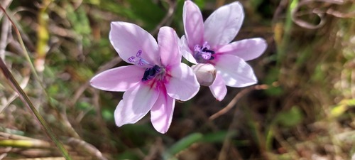Baboon-root (Babiana purpurea)