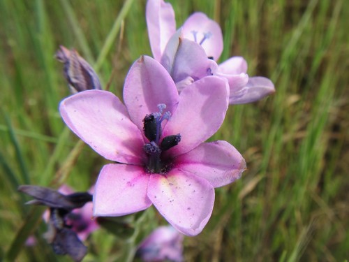 Baboon-root (Babiana purpurea)
