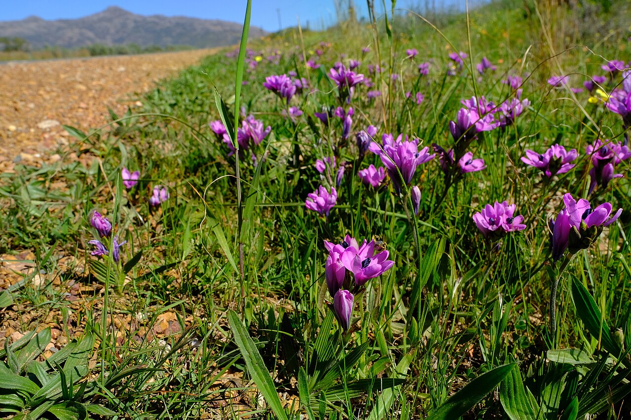 Baboon-root: Babiana purpurea, photographed by Nick Helme, on 7 September 2021, along the R43, about 13 km north-northeast of Villiersdorp, towards Worchester, Western Cape