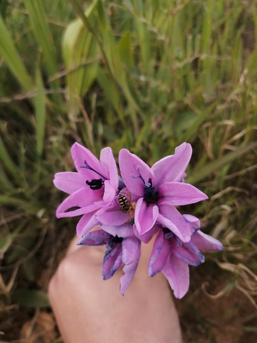 Baboon-root (Babiana purpurea)