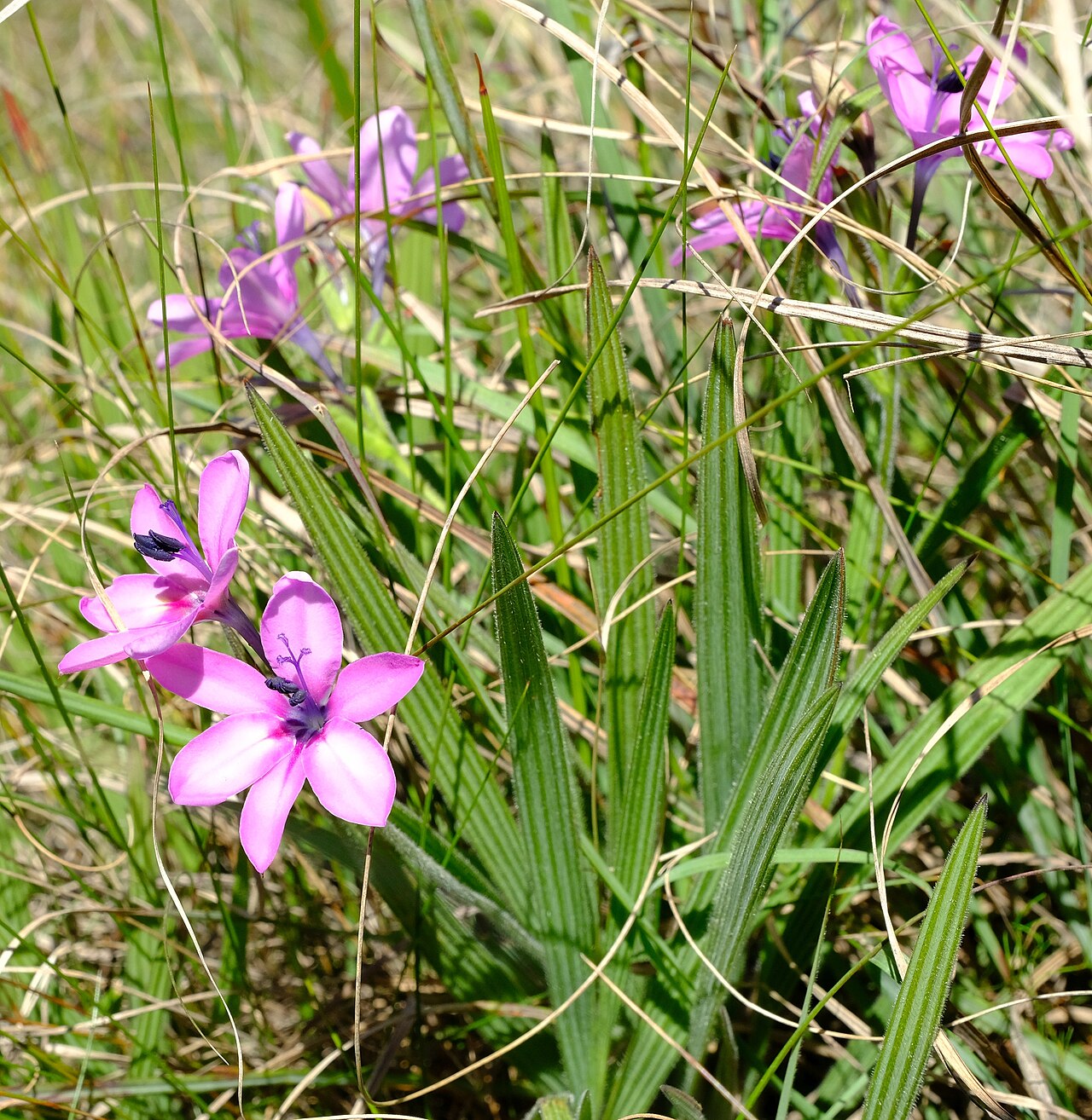 Baboon-root: Babiana purpurea, photographed by Nick Helme, on 24 September 2020, at Krige 1, about 3 km north-northwest of Oudekraal, near Caledon, Western Cape province of