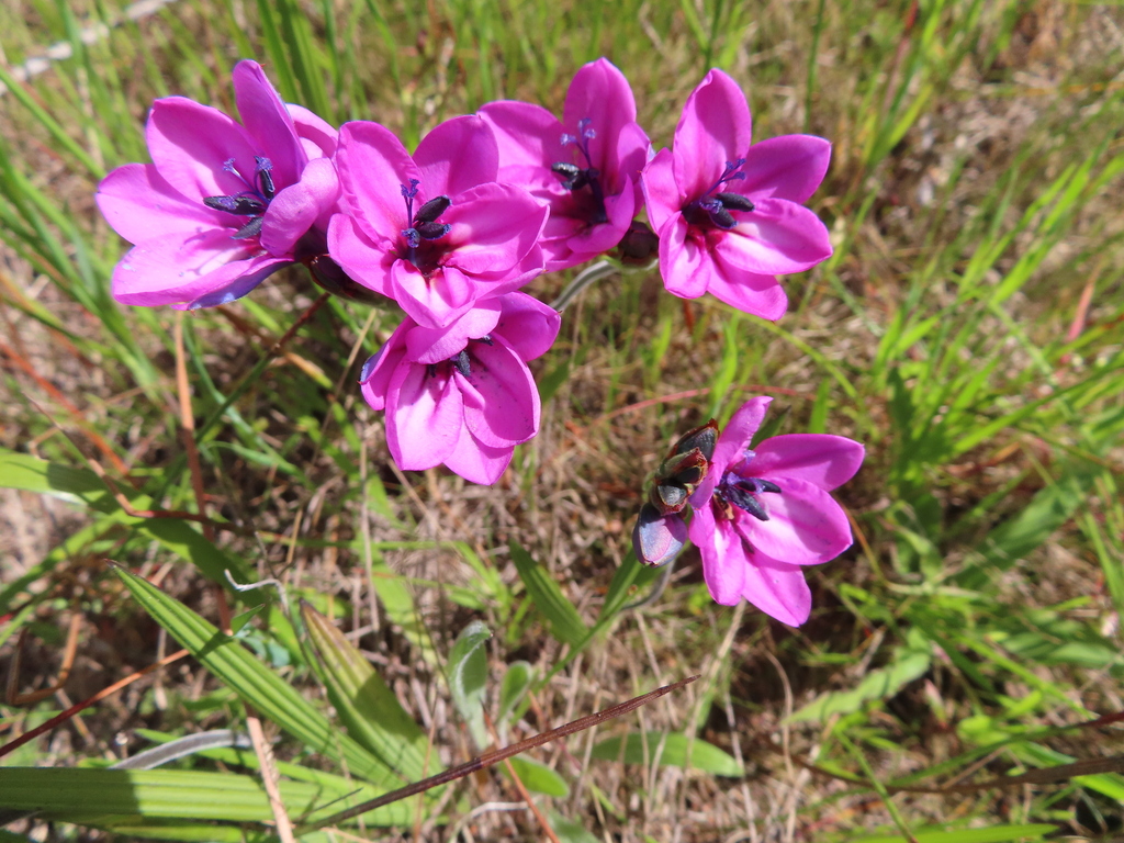 Baboon-root (Babiana purpurea)