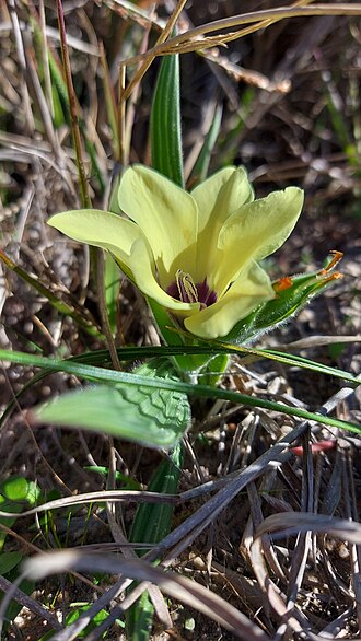 Babiana pygmaea: Babiana pygmaea, photographed by Jacques van der Merwe, on 10 August 2021, about 6 km east of Mamre, Western Cape province of South Africa