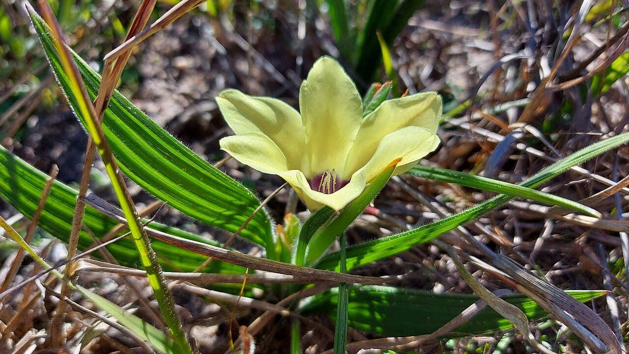 Babiana pygmaea: Babiana pygmaea, photographed by Jacques van der Merwe, on 10 August 2021, about 6 km east of Mamre, Western Cape province of South Africa
