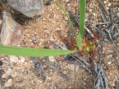 Babiana radiata (Babiana radiata)