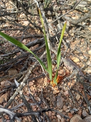 Babiana radiata (Babiana radiata)