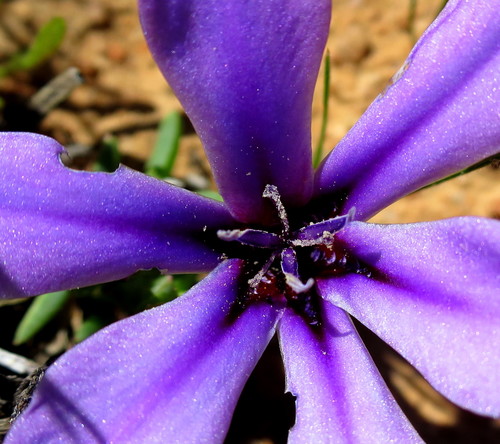 Babiana radiata (Babiana radiata)