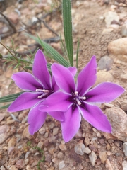 Babiana radiata (Babiana radiata)