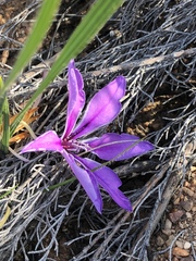 Babiana radiata (Babiana radiata)