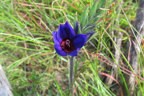 Babiana regia (Babiana regia)