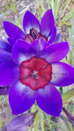 Babiana regia (Babiana regia)