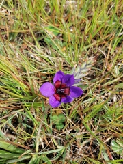 Babiana regia (Babiana regia)