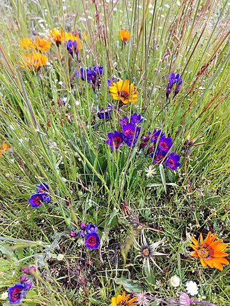 Babiana regia: Babiana regia, photographed by Jacques van der Merwe, on 28 September 2020, at Paarl Farms, Cape Town, western Cape porvince of South Africa