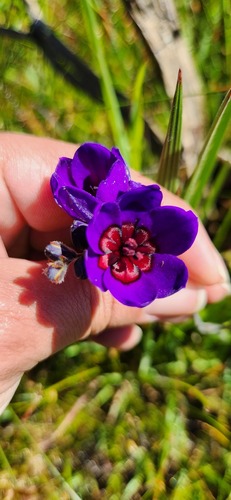 Babiana regia (Babiana regia)