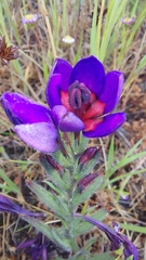 Babiana regia (Babiana regia)