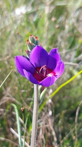 Babiana regia (Babiana regia)