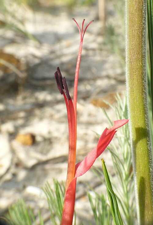 Babiana ringens: Babiana ringens flower, Cape Town near Koeberg