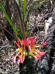 Babiana ringens (Babiana ringens)