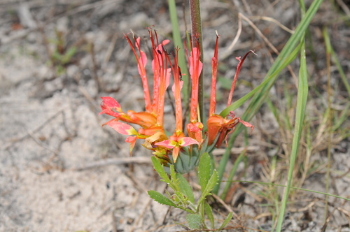 Babiana ringens (Babiana ringens)