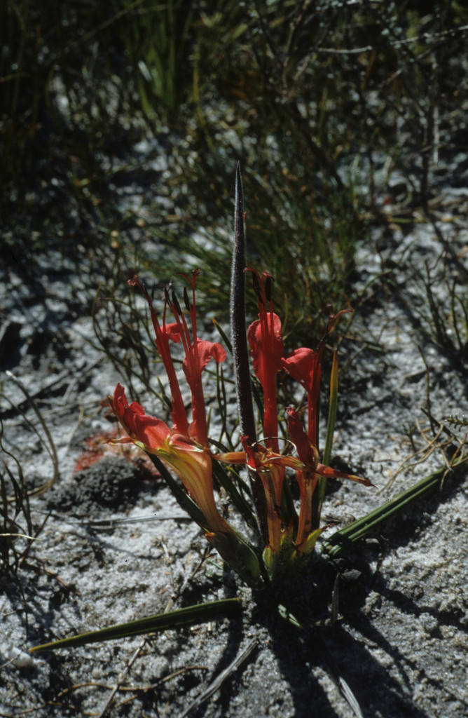 Babiana ringens (Babiana ringens)