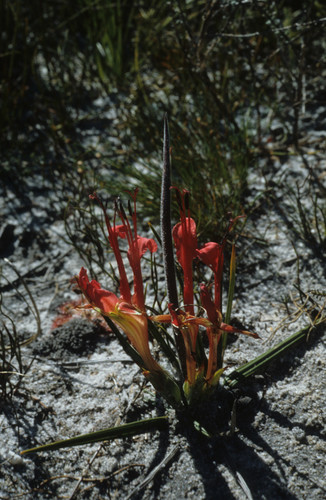 Babiana ringens (Babiana ringens)