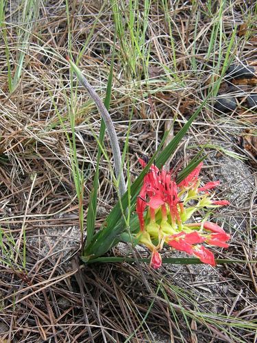 Babiana ringens (Babiana ringens)