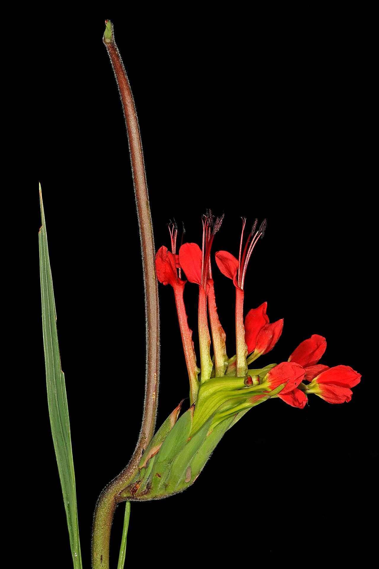 Babiana ringens: Babiana ringens , flowers, and sterile part of spike axis; Caledon Wild Flower Show, Caledon, Western Cape, South Arica