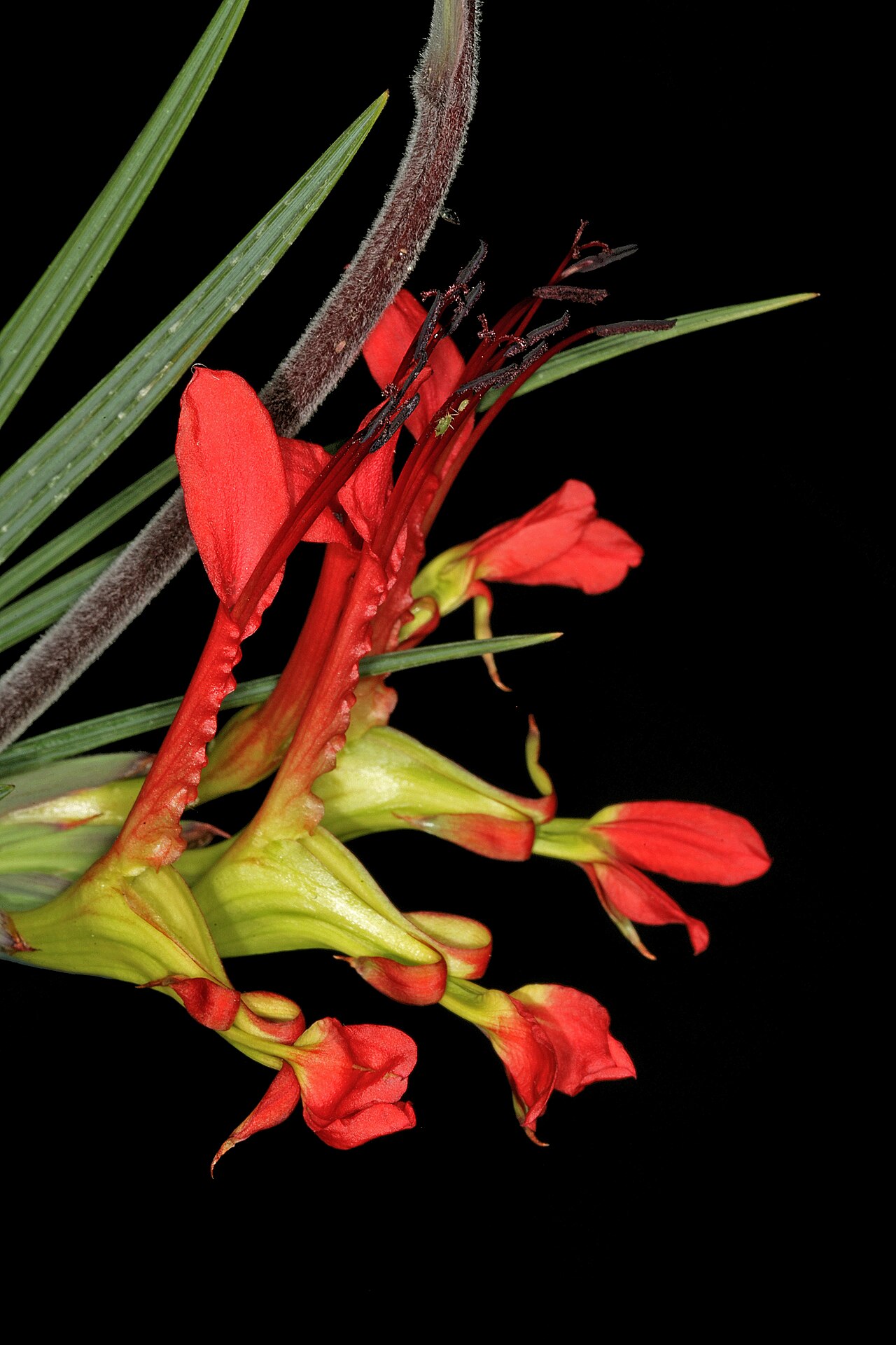 Babiana ringens: Babiana ringens , flowers, and part of sterile spike axis; Caledon Wild Flower Show, Caledon, Western Cape, South Arica