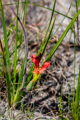 Babiana ringens (Babiana ringens)