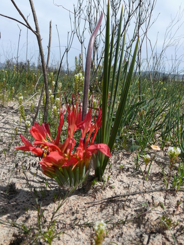 Babiana ringens (Babiana ringens)