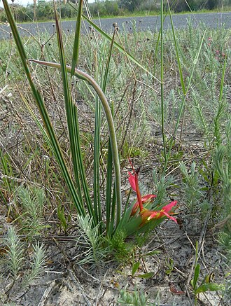 Babiana ringens: Babiana ringens flower, Cape Town near Koeberg