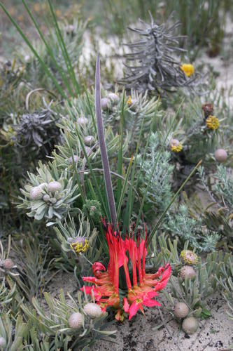 Babiana ringens (Babiana ringens)