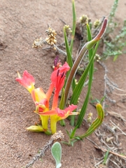 Babiana ringens (Babiana ringens)