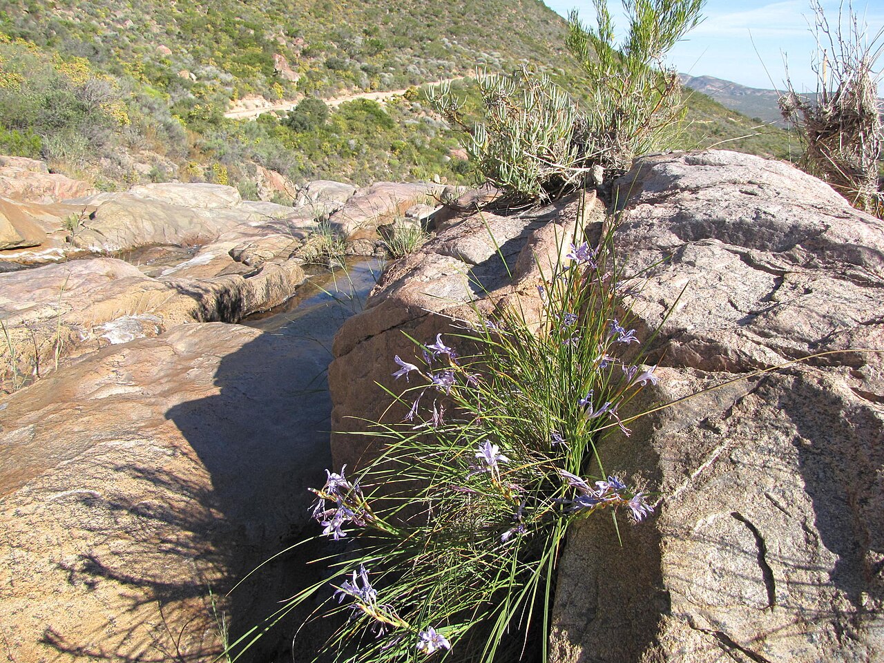 Babiana rivulicola: Babiana rivulicola, photgraphed by Nick Helme, on 21 October 2009, at Kamiesberg, Langkloof, about 20 km east of Garies, Namaqualand, Northern Cape province of