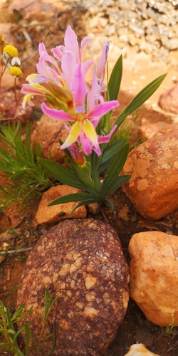 Babiana rubella (Babiana rubella)