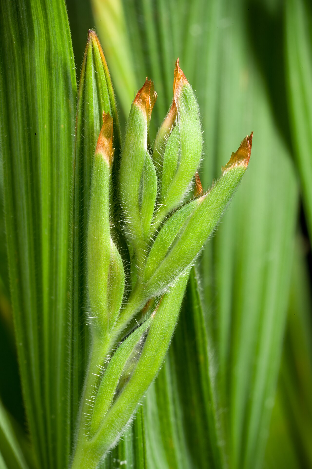 Blue-and-red babiana: Plant derived from Western Cape province (Malmesbury), South Africa Taxonomy Family アヤメ科 Iridaceae Subfamily Crocoideae Tribe Croceae Genus ホザキアヤメ属 Babiana .mw-