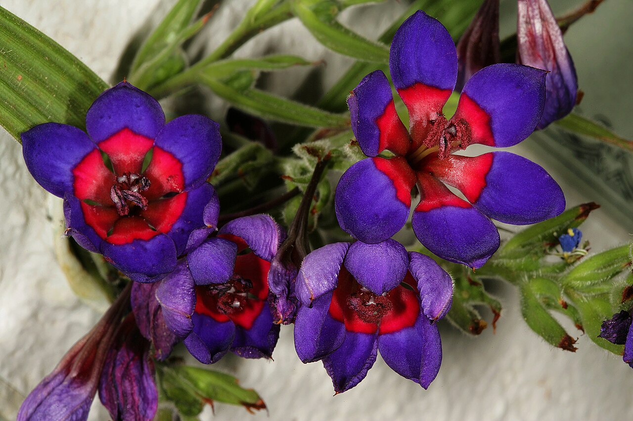 Blue-and-red babiana: Babiana rubrocyanea , flowers; Darling Wild Flower Show, Darling, Western Cape, South Africa