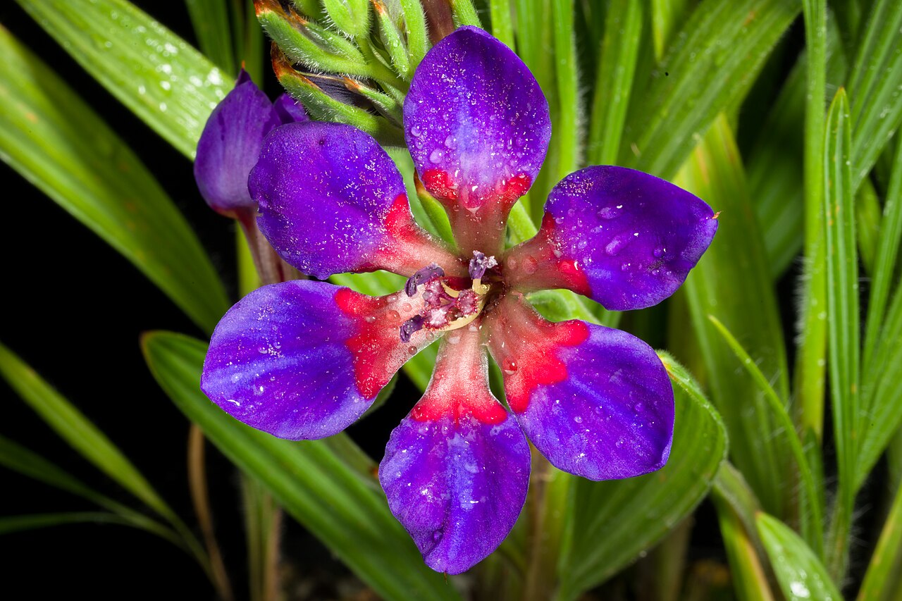 Blue-and-red babiana: Plant derived from Western Cape province (Malmesbury), South Africa Taxonomy Family アヤメ科 Iridaceae Subfamily Crocoideae Tribe Croceae Genus ホザキアヤメ属 Babiana .mw-