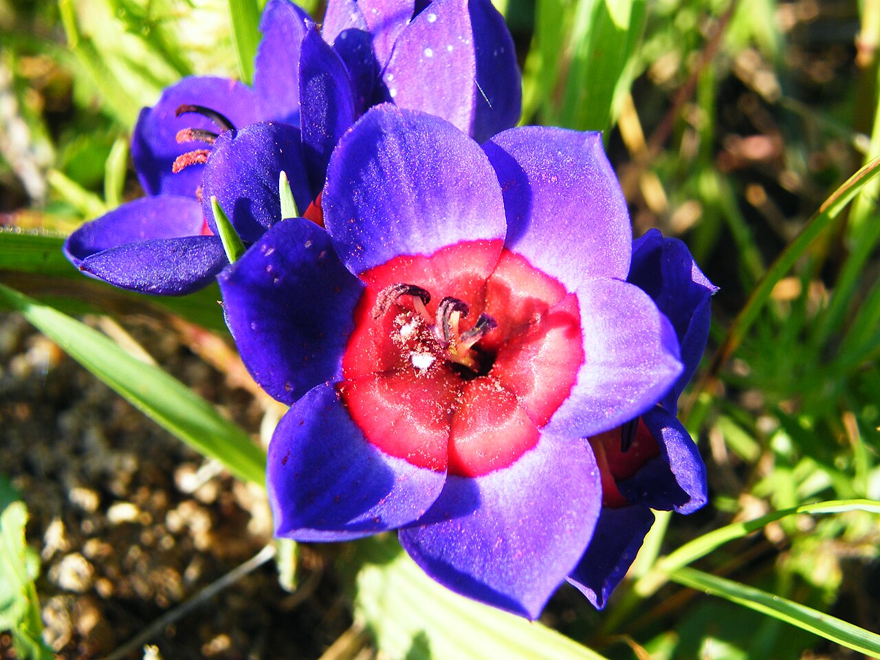 Blue-and-red babiana: Babiana rubrocyanea