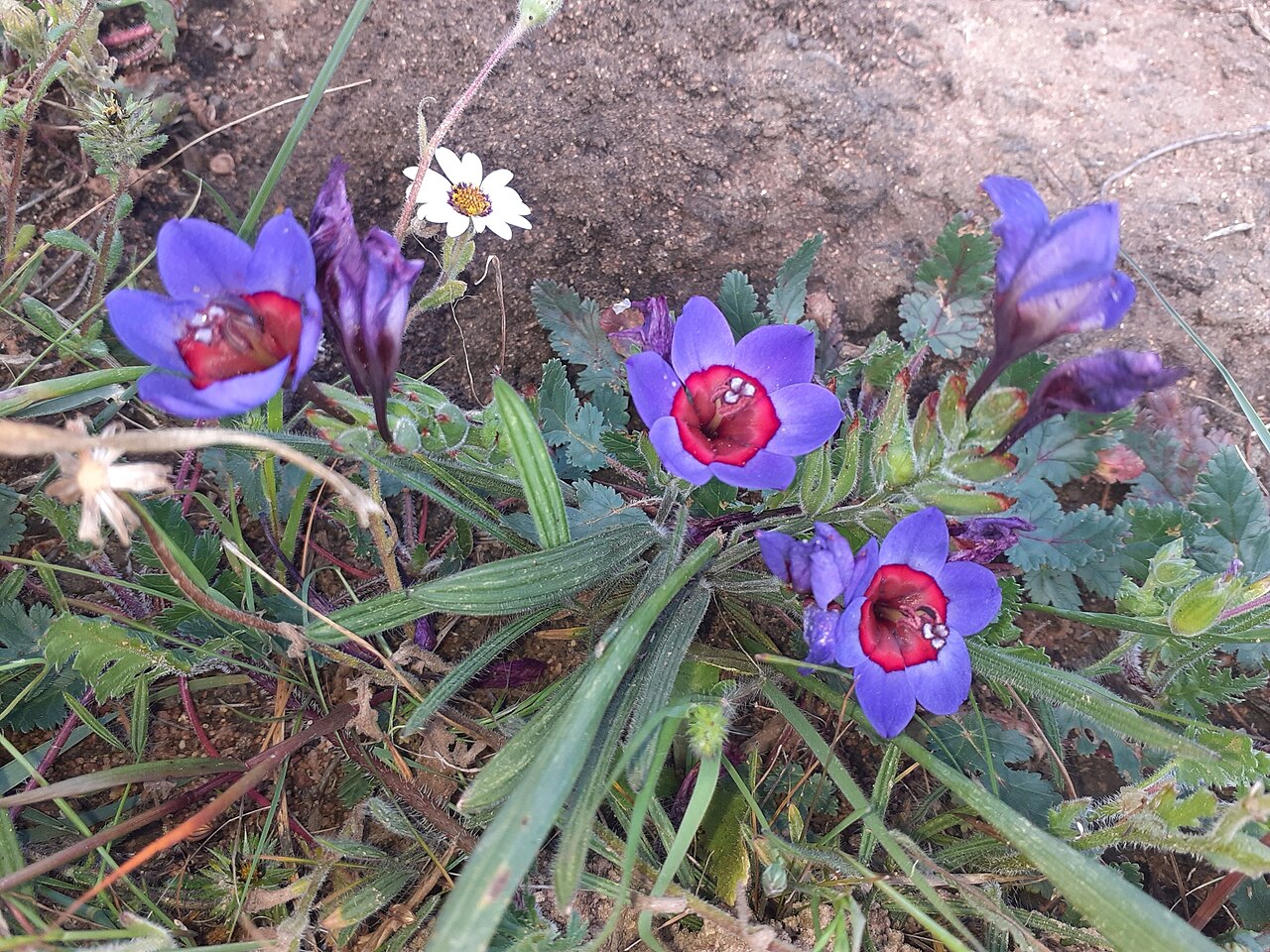 Blue-and-red babiana: Babiana rubrocyanea, photographed by Brian du Preez, on 27 September 2020, at Waylands Wild Flower Reserve, southeast of Darling, Western Cape province of South